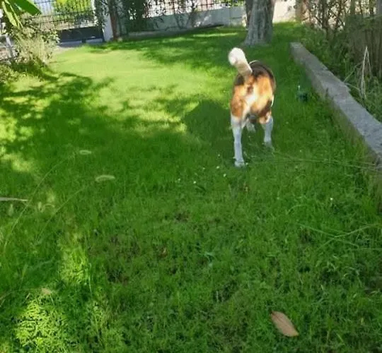 Nyaraló St Andrews Seafront *